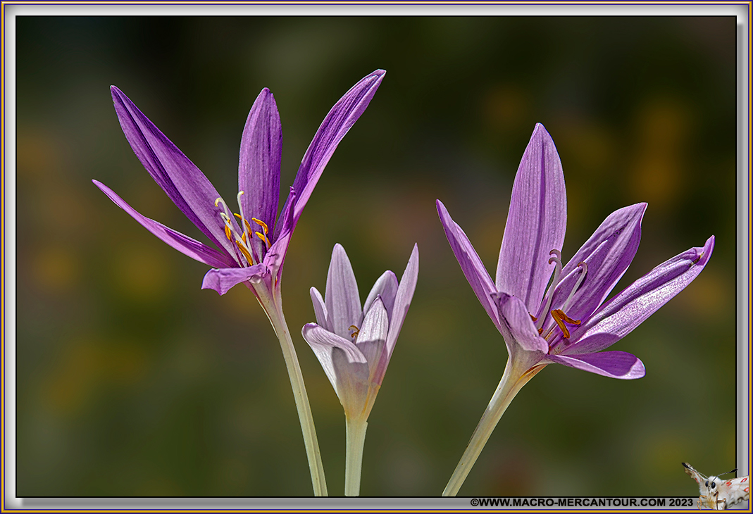 Colchiques